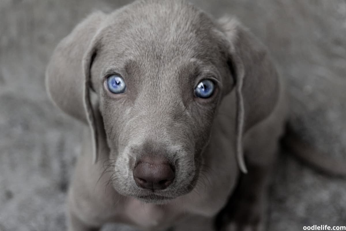 Puppy Eye Color Change: When Do Puppies Eyes Stop Being Blue? - Oodle Life