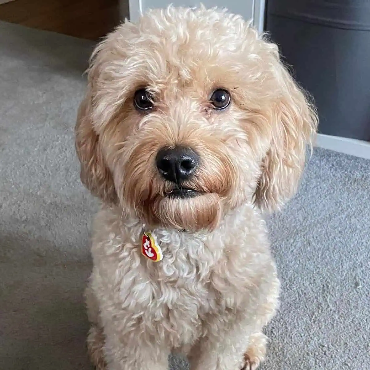 well-behaved Cavapoo on carpet