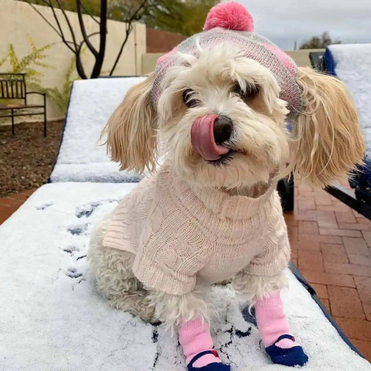 well-dressed Cavapoo