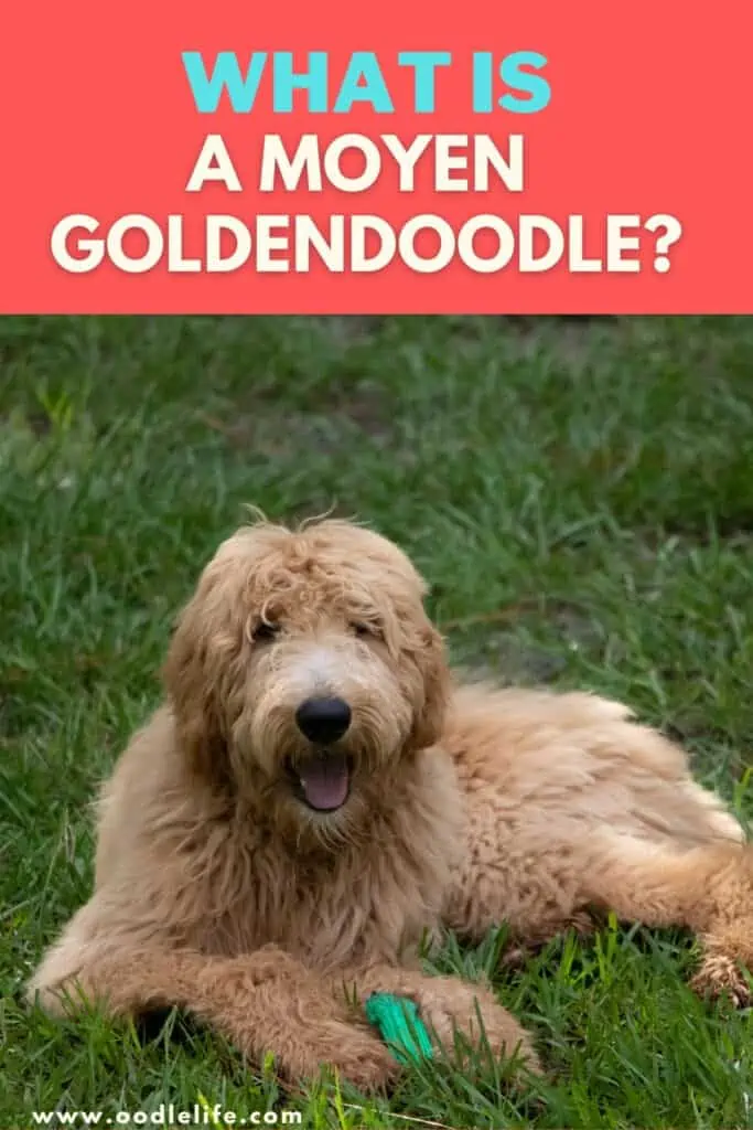 what is a moyen goldendoodle