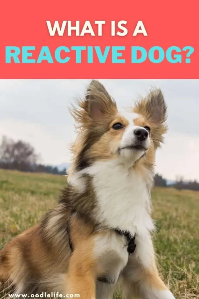 what is a reactive dog