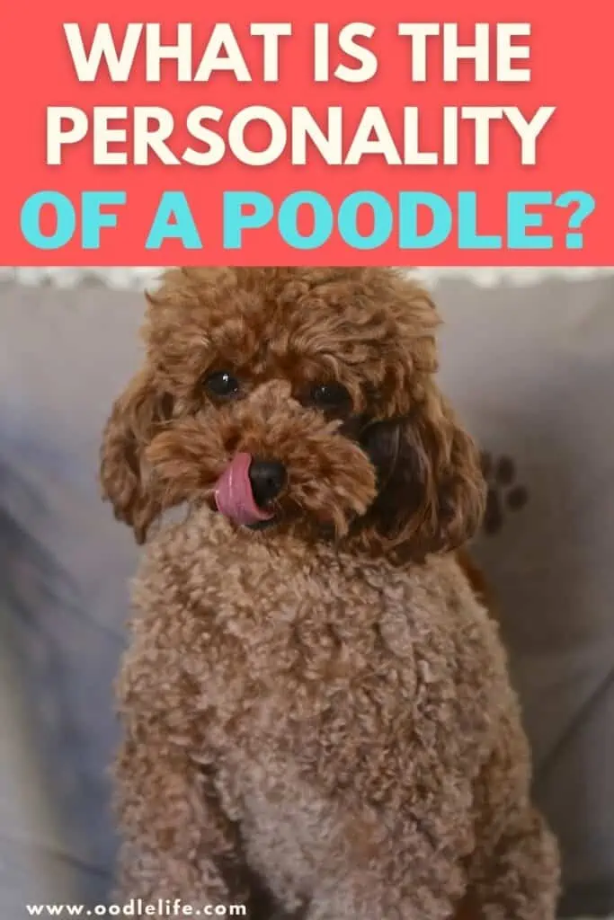 what is the personality of a poodle