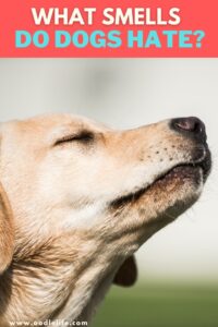 What Smells Do Dogs Hate? - Oodle Life