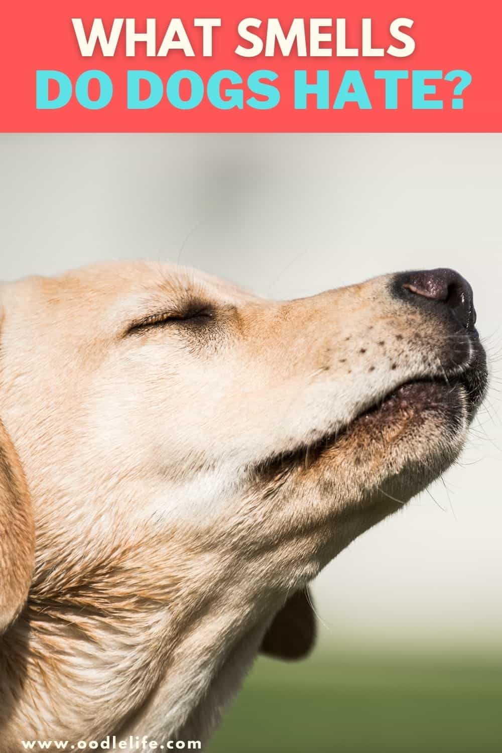 What Smells Do Dogs Hate? Oodle Life