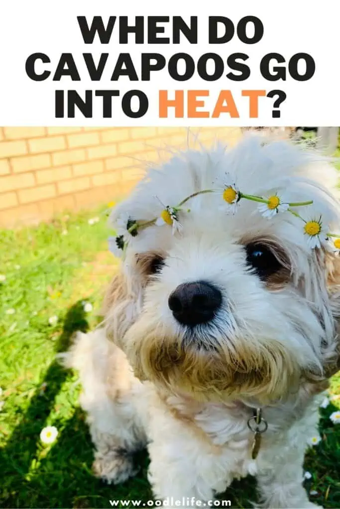 when do cavapoos go into heat