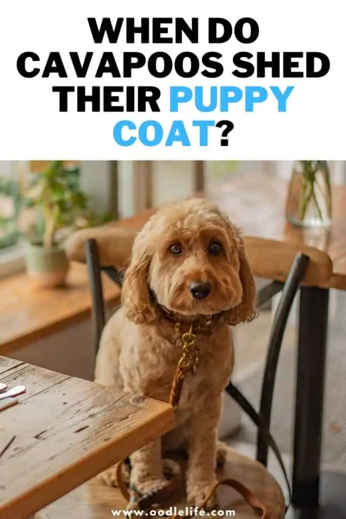 when do cavapoos shed their puppy coat