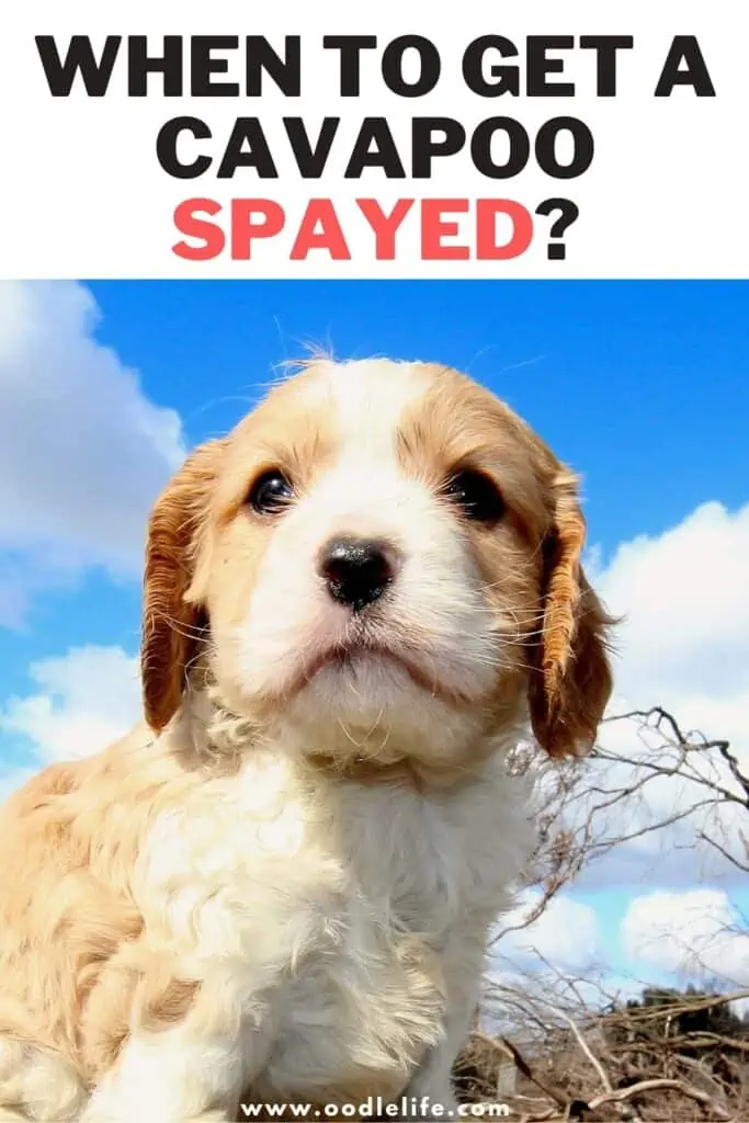 when to get a cavapoo spayed