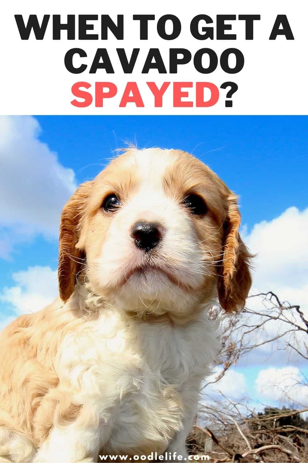 When To Get A Cavapoo Spayed (Age Guide) Oodle Life