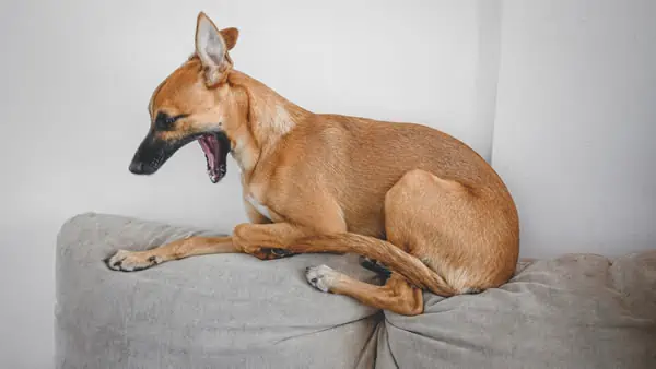 whippet and Basenji