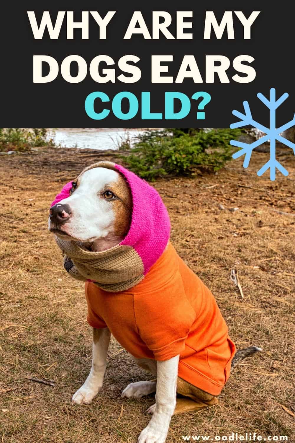 Why Are My Dog’s Ears Cold? (5 Reasons) Oodle Life