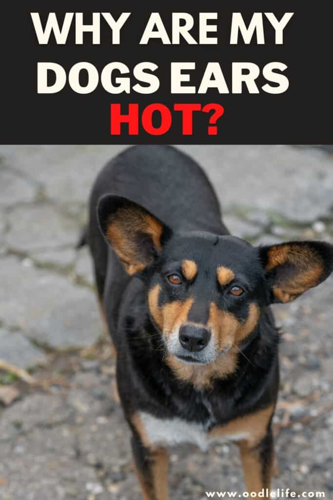 Why Are My Dog’s Ears Hot? Oodle Life