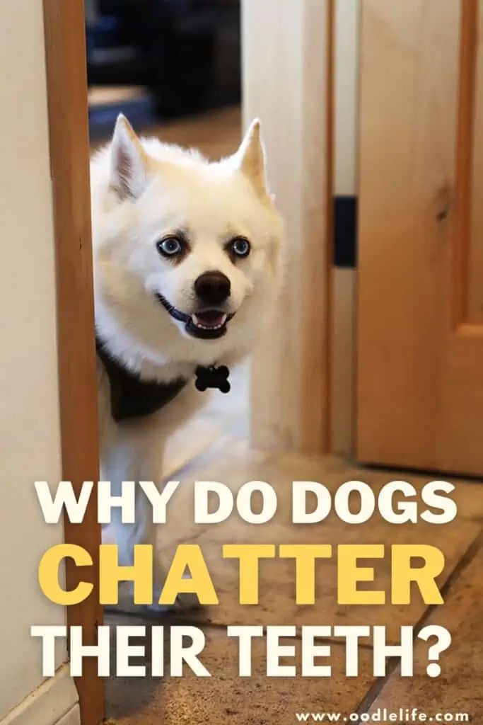 why do dogs chatter their teeth