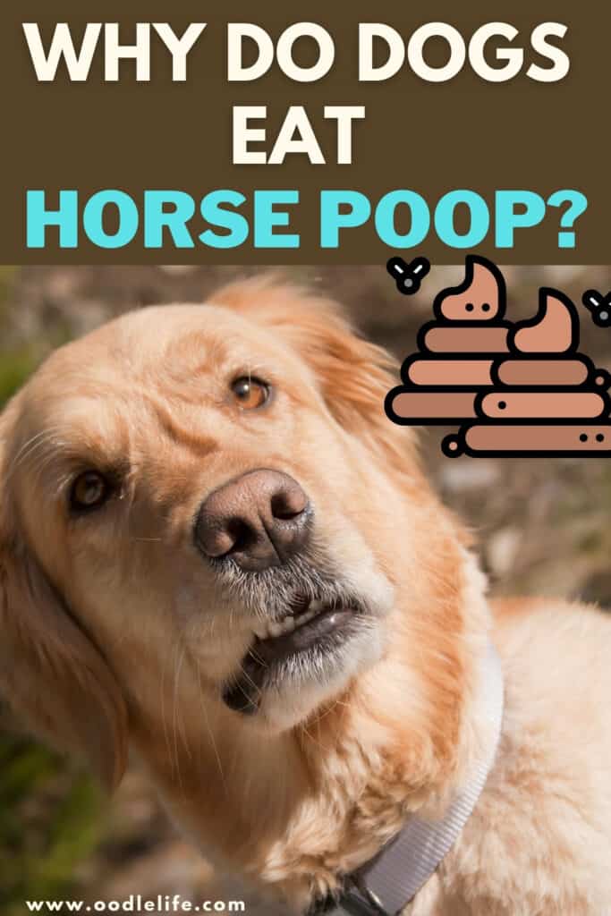 why do dogs eat horse poop