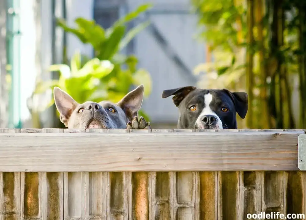 why do dogs hide their treats