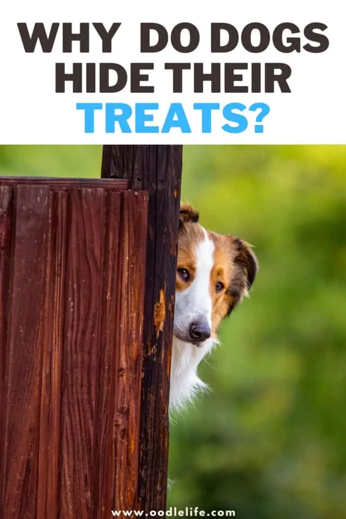 why do dogs hide their treats