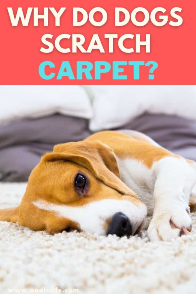 why do dog scratch the carpet