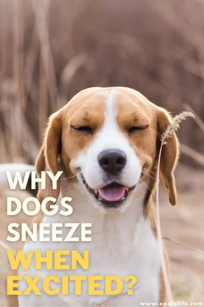why do dogs sneeze when excited
