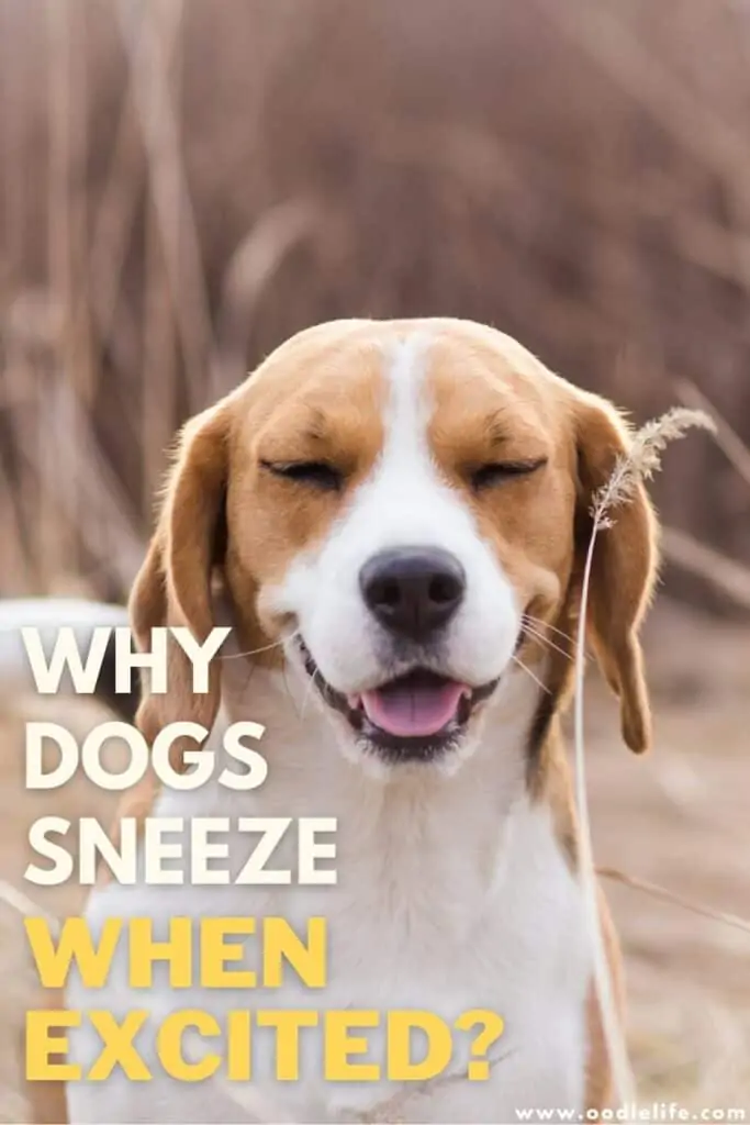 do dogs sneeze when they are happy