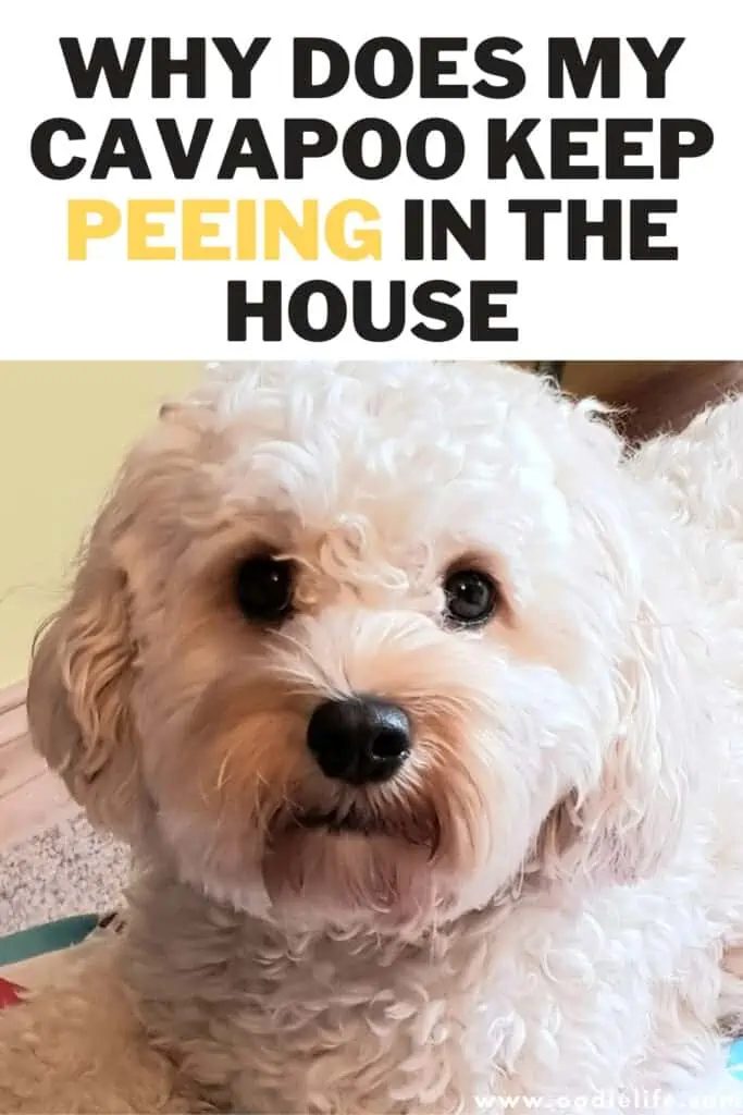 why does my cavapoo keep peeing in the house