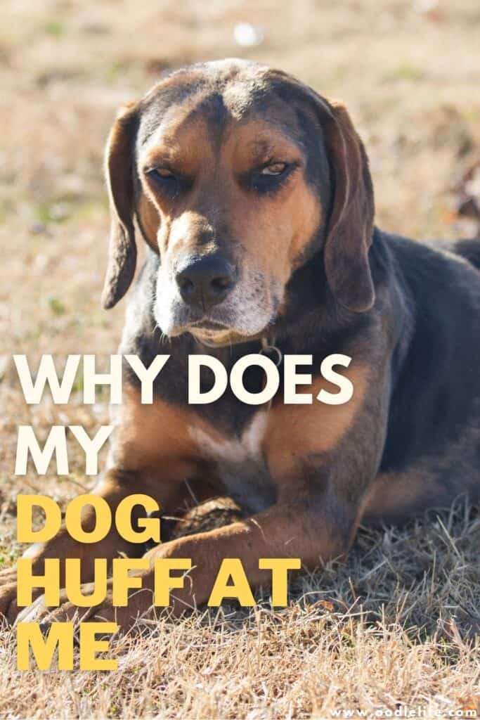 Why Does My Dog Huff At Me? (7 Reasons) OodleLife®