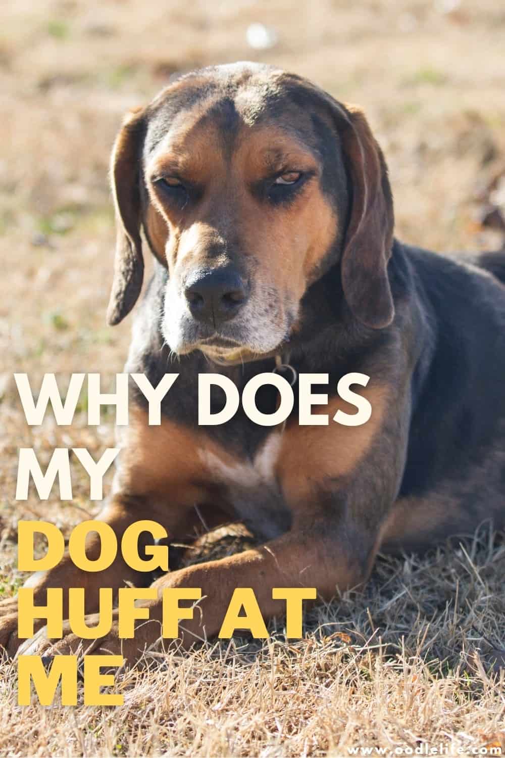 Why Does My Dog Huff At Me? (7 Reasons) OodleLife®