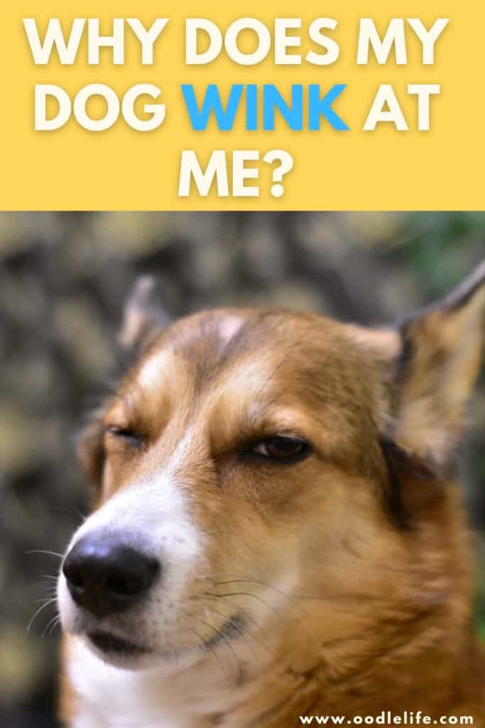 Do Dogs Blink With One Eye