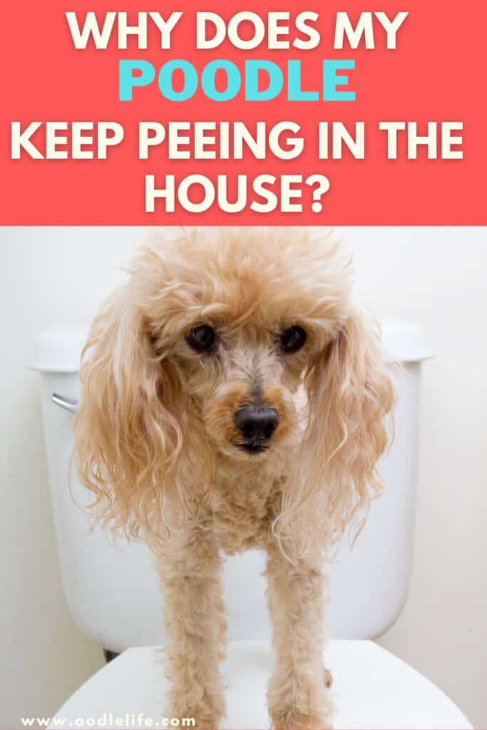 why does my poodle keep peeing in the house