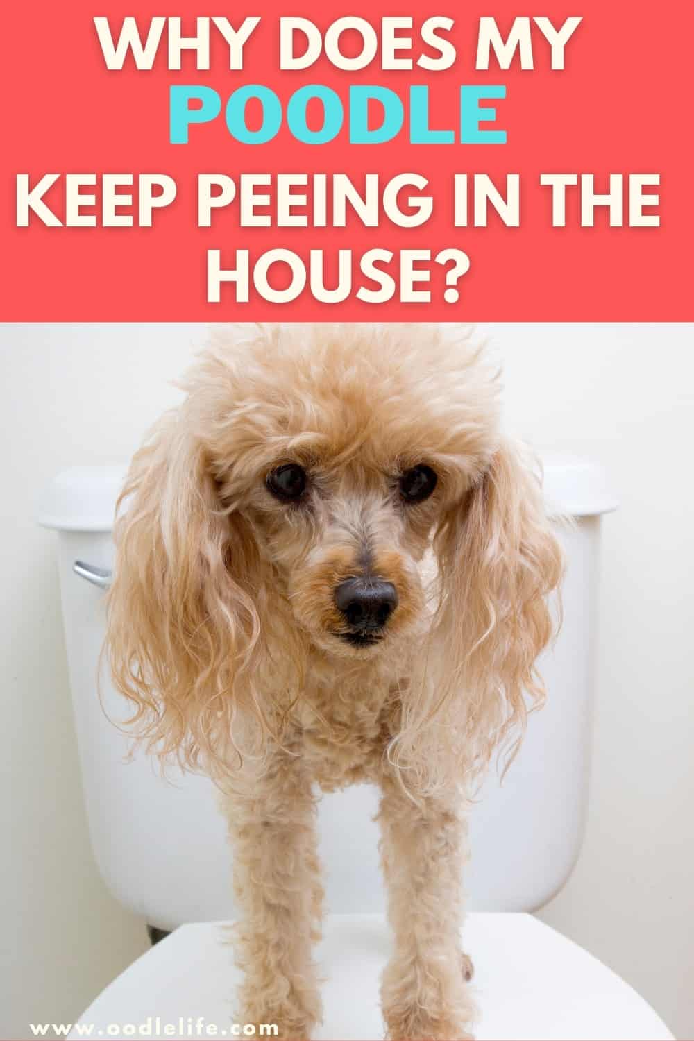 Why Does My Poodle Keep Peeing In The House? Oodle Life