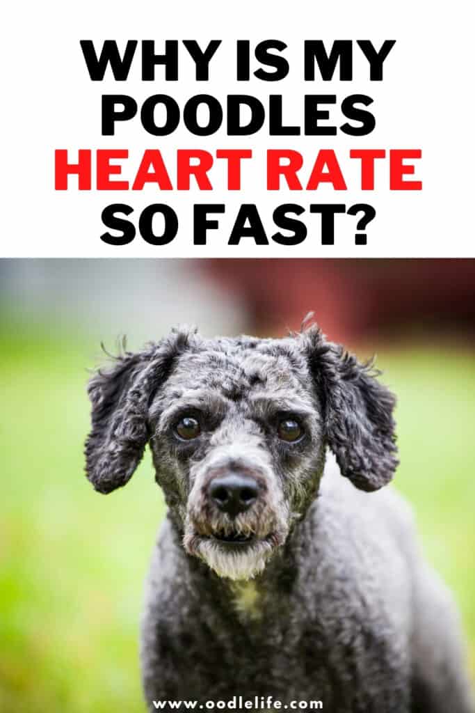 why is my poodles heart rate fast 