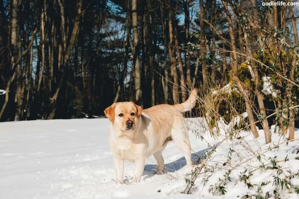 yellow Labrador Retriever in snow