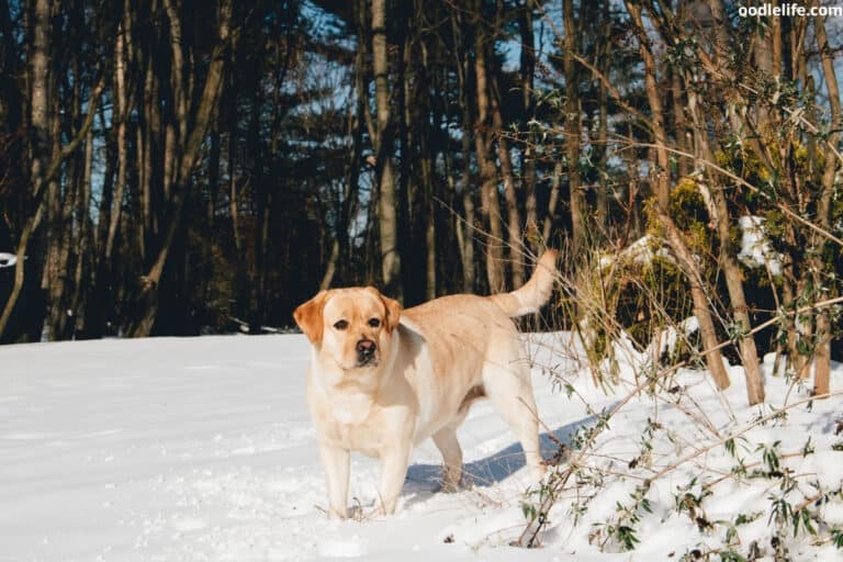 Do Labs Get Cold? (Labrador Winter Guide)