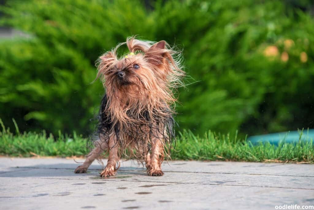 yorkie shakes out water from its coat
