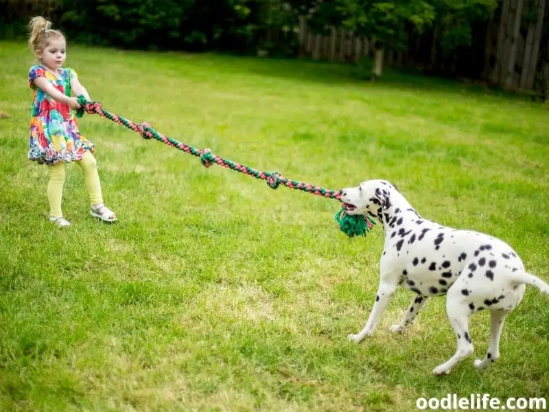 Dalmatian plays tug of war