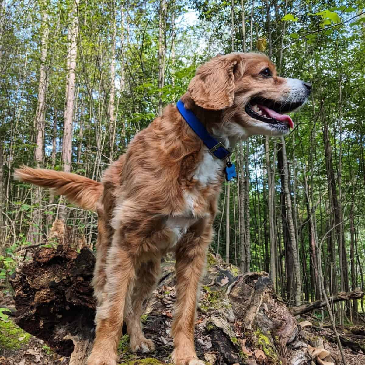adventurous Cavapoo in the woods