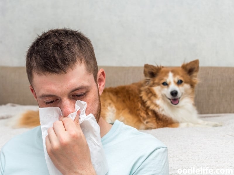 allergy with a dog