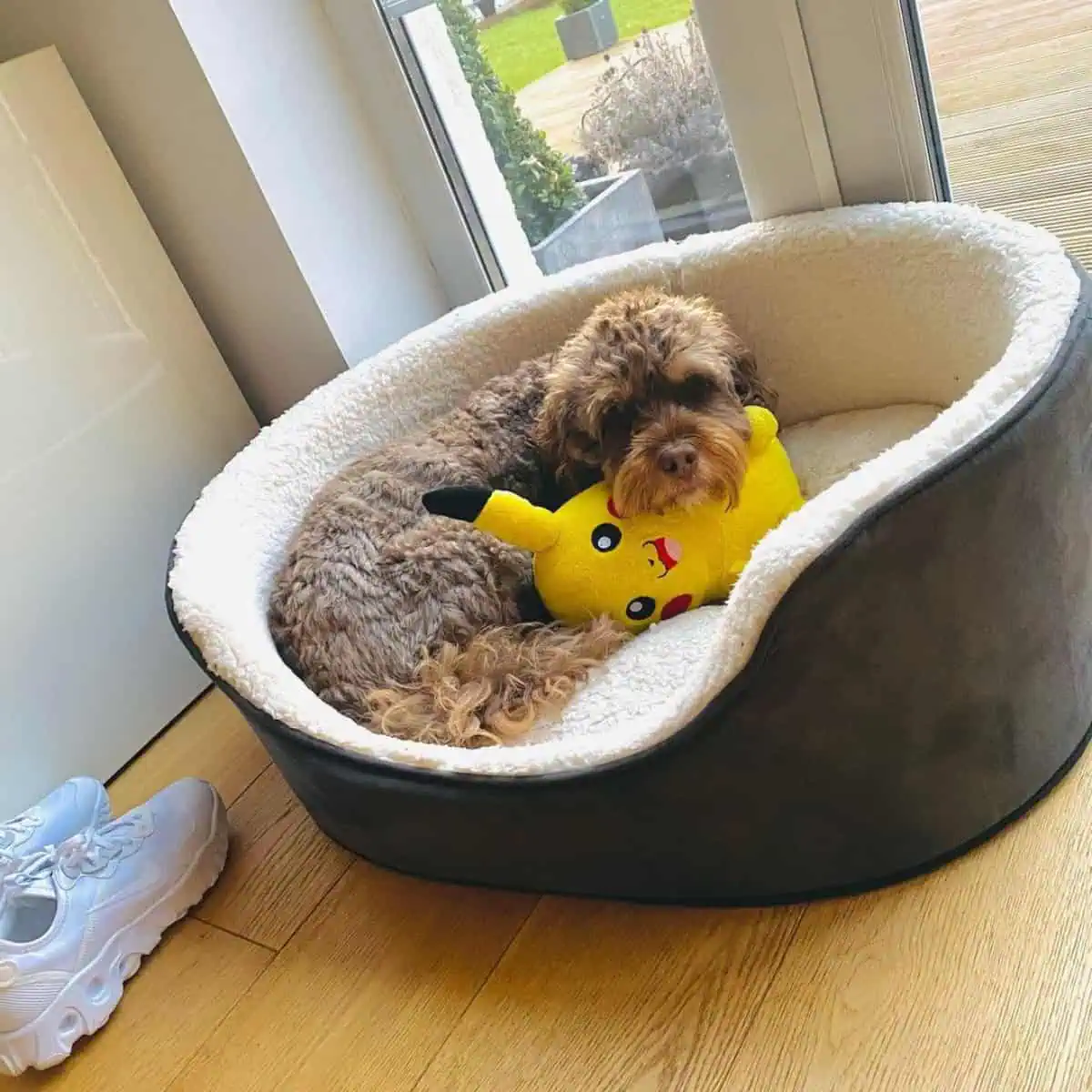angry Cavapoo in bed