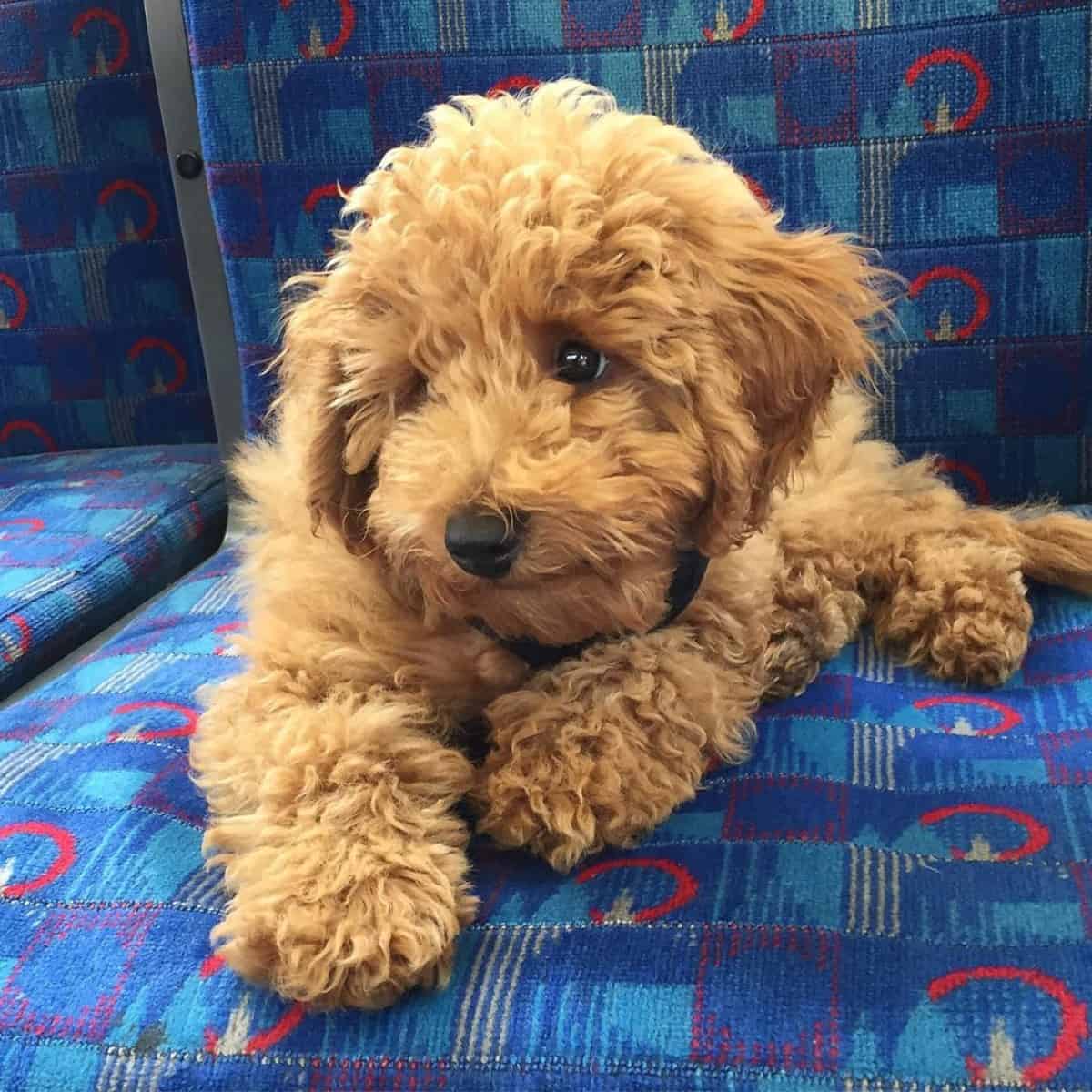 anxious-looking Poodle