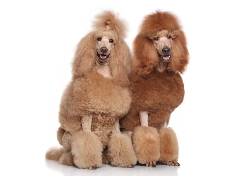 apricot and red poodles white background