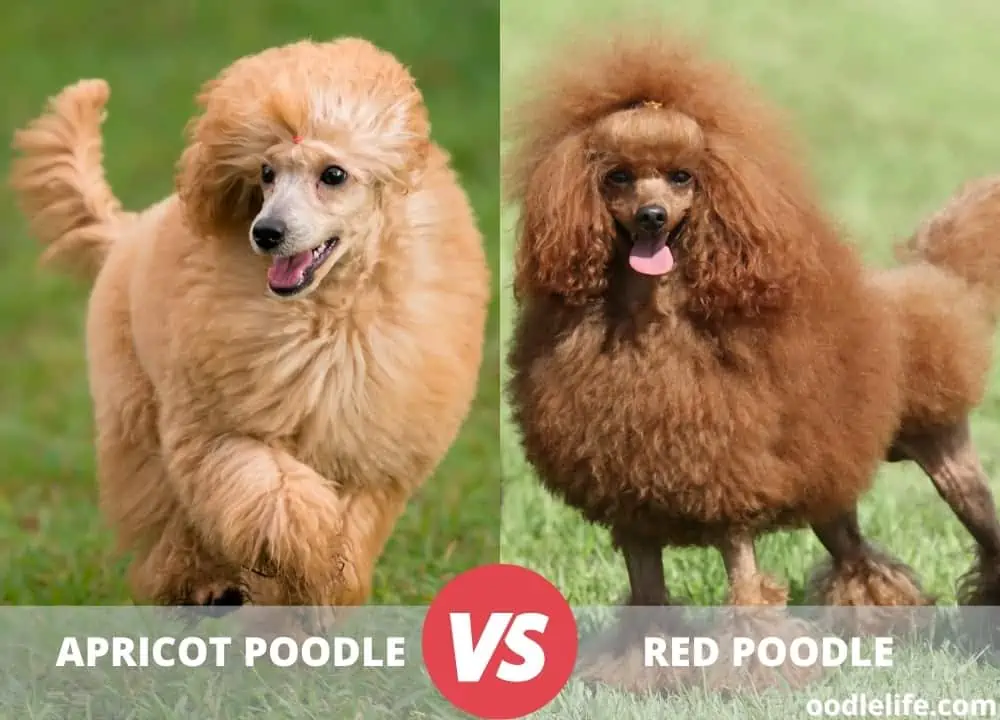 apricot vs red poodles