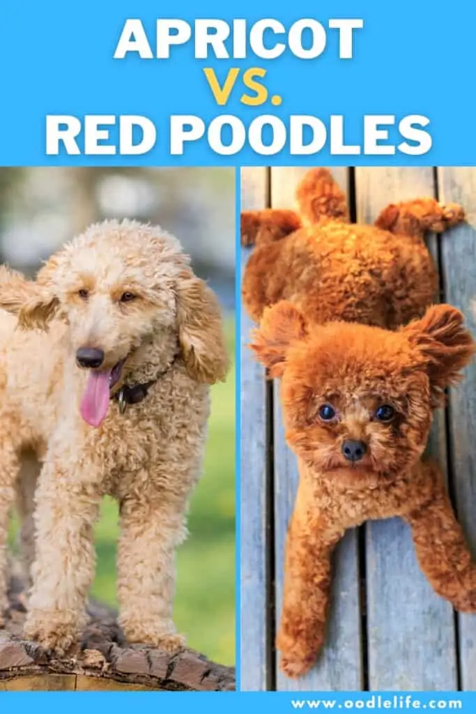 apricot vs red poodles