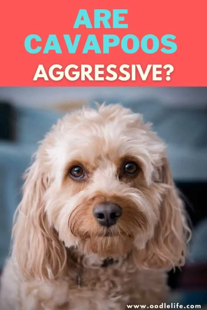 are cavapoos aggressive