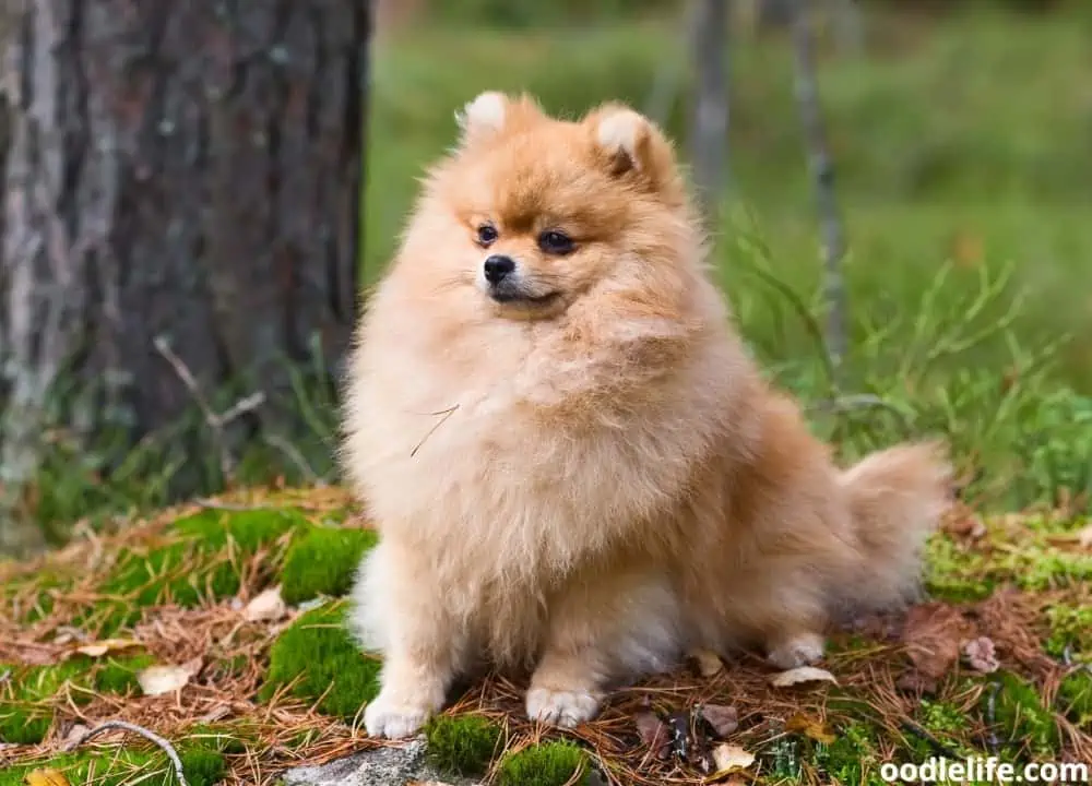 Pomeranian is hot sale hypoallergenic