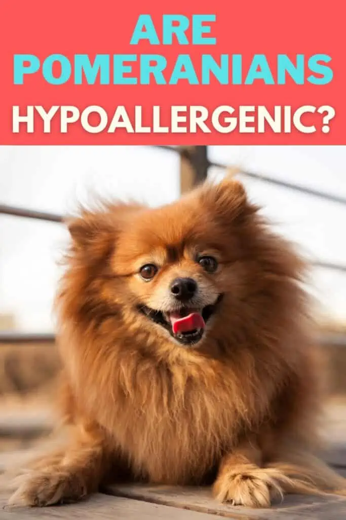 are pomeranians hypoallergenic