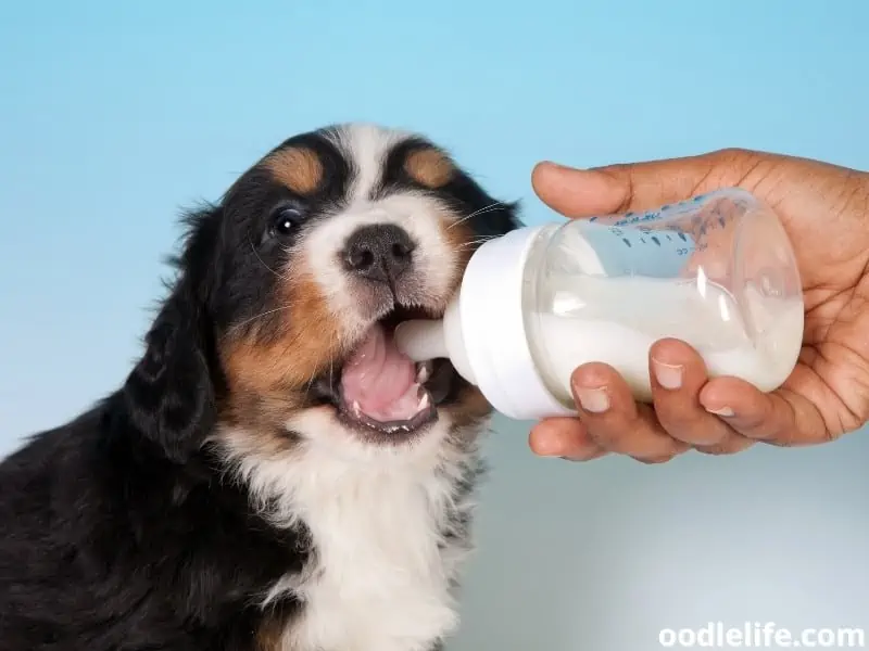 bernese mountain puppy drinking milk