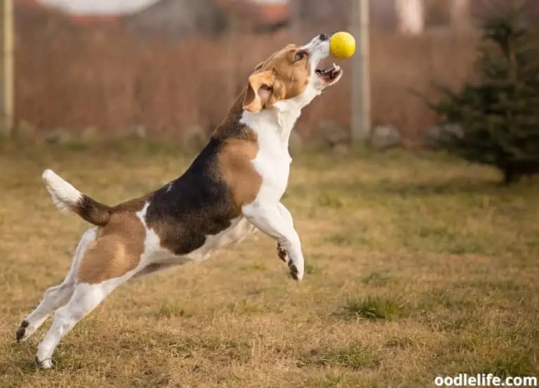 4 Best Automatic Dog Ball Launchers [year]