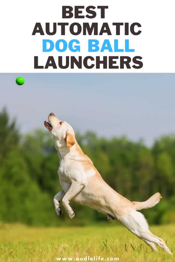 best automatic dog ball launchers