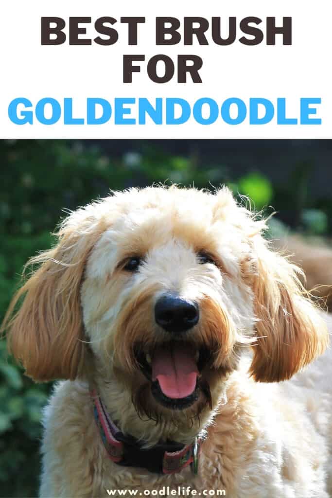 best brush for goldendoodle