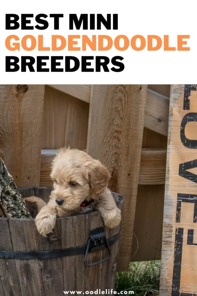 best mini goldendoodle breeders in the usa