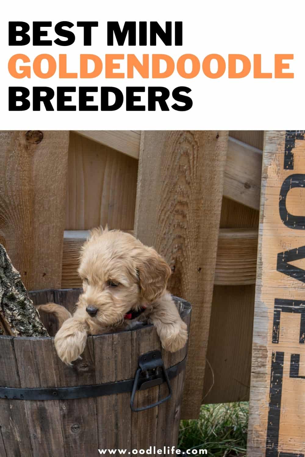 9 Best Mini Goldendoodle Breeders In The USA [2022] Oodle Life