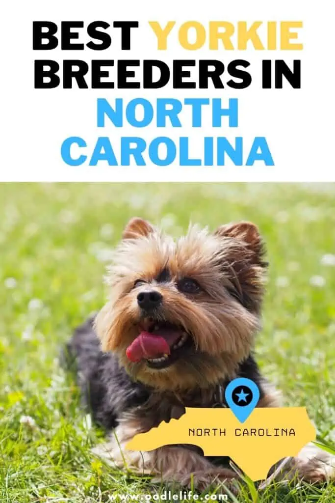 best yorkie breeders in north carolina